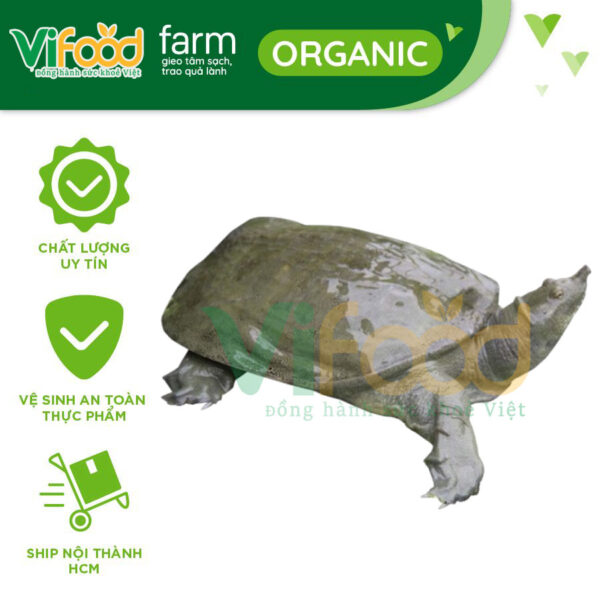 Ba ba thịt 0.5 – 0.6kg/con
