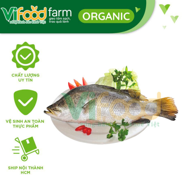 Cá chẽm tươi 5-6 kg