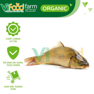 Cá chép sống 1-1,5 kg/con