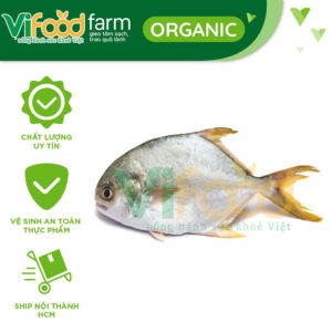 Cá chim trắng 1,5-2 kg/con