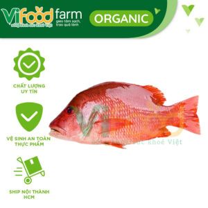 Cá Hồn Biển Tươi