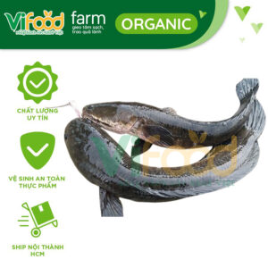 Cá lóc đồng 0,5-1 kg/con