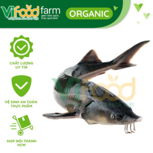 Cá tầm sống 2-2,5 kg/con