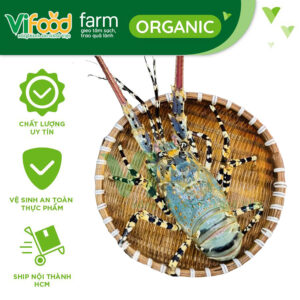Tôm hùm bông 900 gr-1,2 kg/con